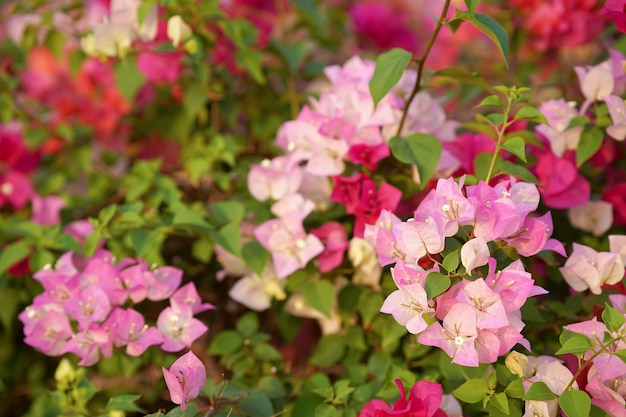 Arbustos ornamentais buganvílias de várias cores no jardim