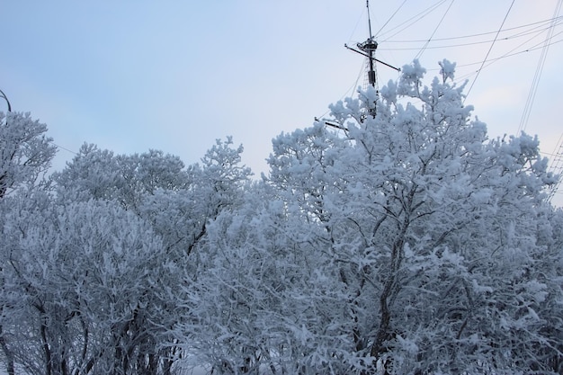 Arbustos ornamentales cubiertos de nieve contra el cielo y un fragmento de un mástil de velero hermosa temporada