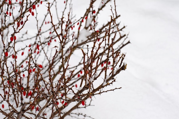 Arbustos ornamentales de jardín bajo la nieve blanca. Foto de estudio.