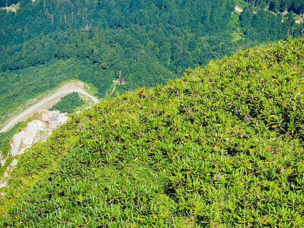 Foto arbustos de rododendro en lo alto de las montañas en verano