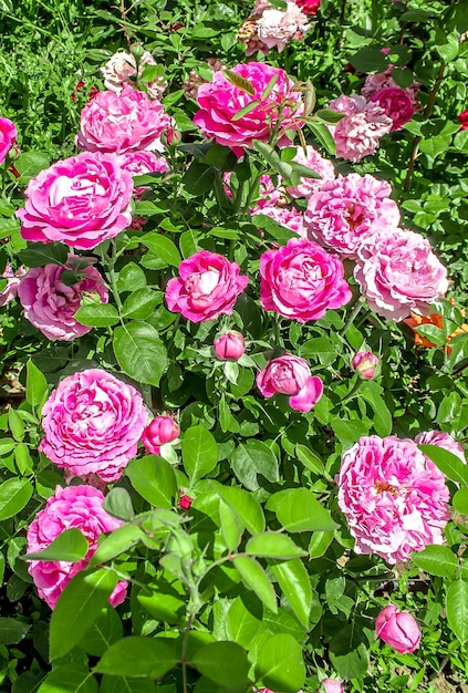 Los arbustos de rosas en el parque