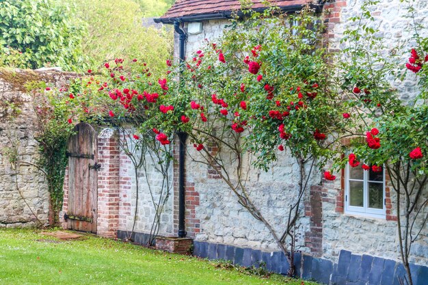 Foto arbustos de rosas rojas contra una casa antigua en la campiña inglesa