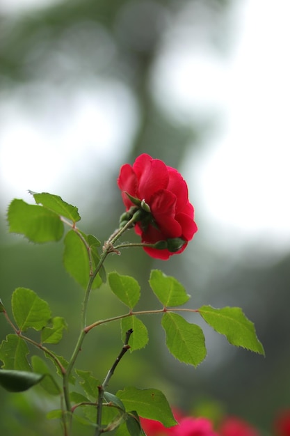 Arbustos de rosas rojas en un parque de la ciudad como fondo para el Día de San Valentín Hermosa rosa de jardín de color rojo Primer plano