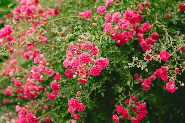 Arbustos de rosas rojas que florecen espacio de copia