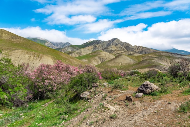 Arbustos de tamarix en flor en un valle de montaña