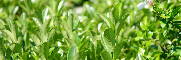 Arbustos de té verde con pétalos brillantes que crecen en el fondo del primer plano de la plantación