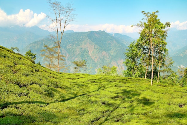 Arbustos de té verde en una plantación en Darjeeling, India