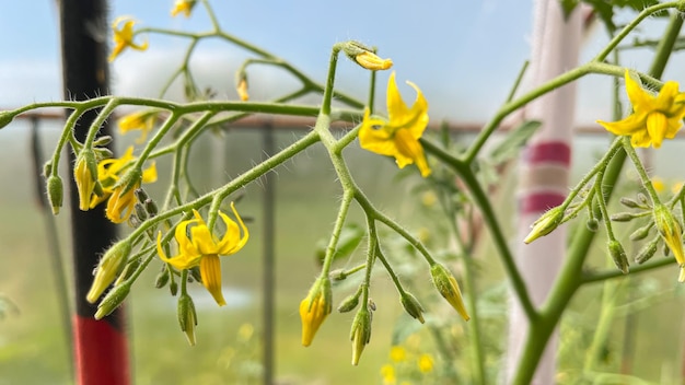 Foto los arbustos de tomate en flor en el invernadero