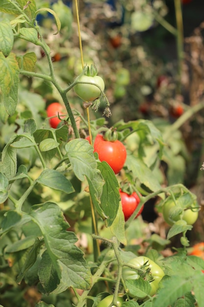 Arbustos de tomate rojo cultivo de agricultura en casa.