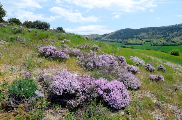 Los arbustos de tomillo Thymus vulgaris en flor