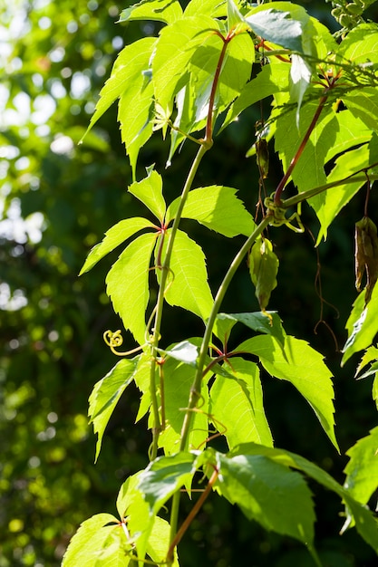 Arbustos trepadeiras com folhagem verde