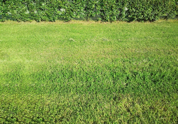 Arbustos de verano alineados en el fondo del paisaje del parque