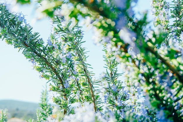 Arbustos verdes blancos florecientes en el primer de las montañas