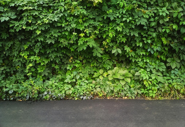 Arbustos verdes com cenário de estrada de asfalto do parque