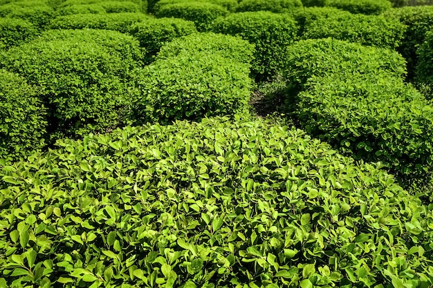 Arbustos verdes com folhagem exuberante no jardim