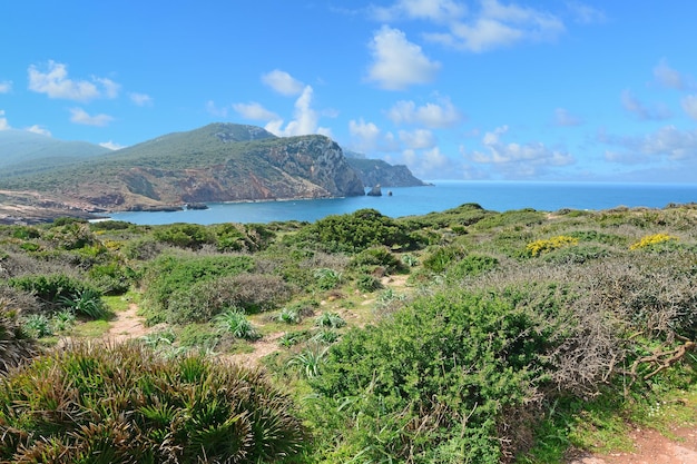 Arbustos verdes en la costa de Porticciolo Cerdeña