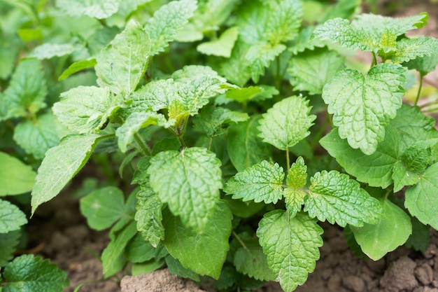 Arbustos verdes de hortelã perfumada crescem