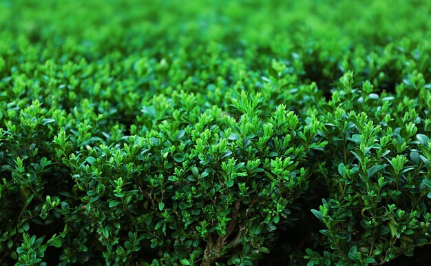 Arbustos verdes exuberantes na primavera