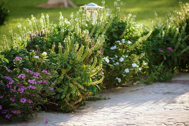 Arbustos verdes con flores brillantes que crecen en un parque tropical