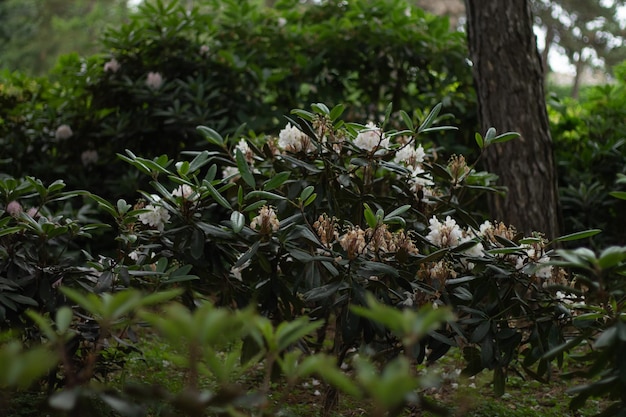 Arbustos verdes con flores rosas y blancas.