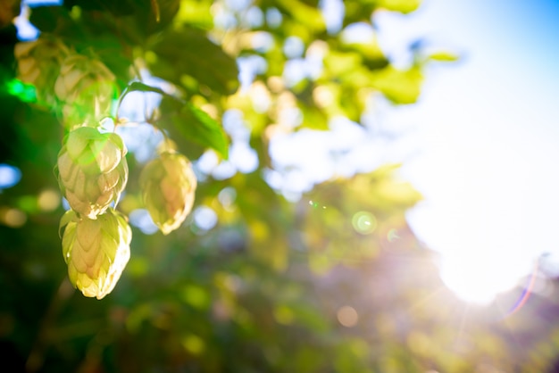 Arbustos verdes de lúpulo floreciente en la luz del sol