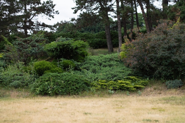 arbustos verdes na floresta