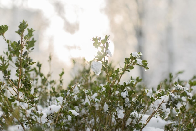 Arbustos verdes na neve