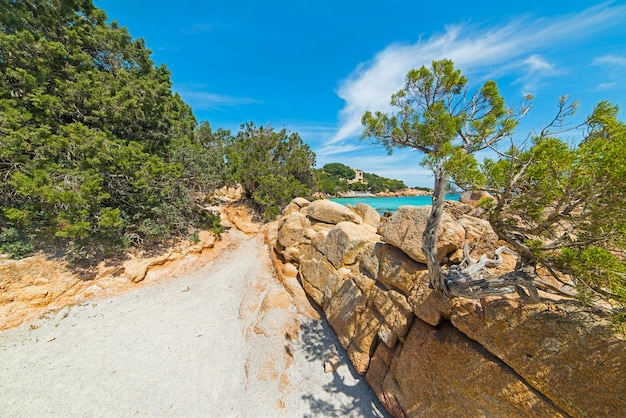 Arbustos verdes en la playa de Capriccioli Cerdeña