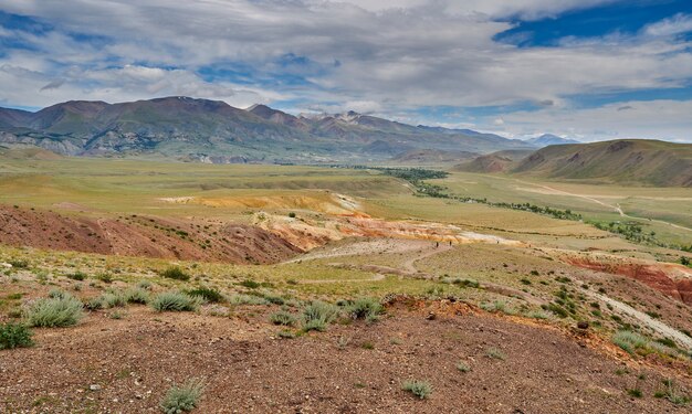 Arbustos verdes que crecen en las colinas del desierto rojo-amarillo