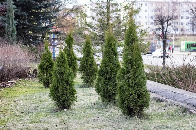 Arbustos verdes de Thuja en macizo de flores cerca del edificio