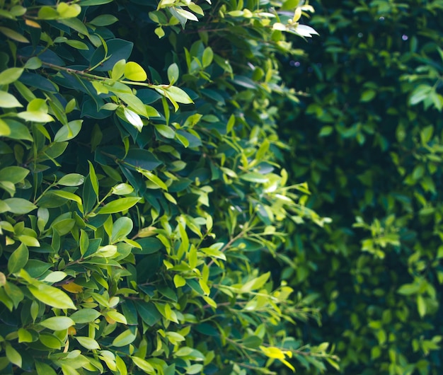 Arbustos verdes usados para decorar o fundo do jardim