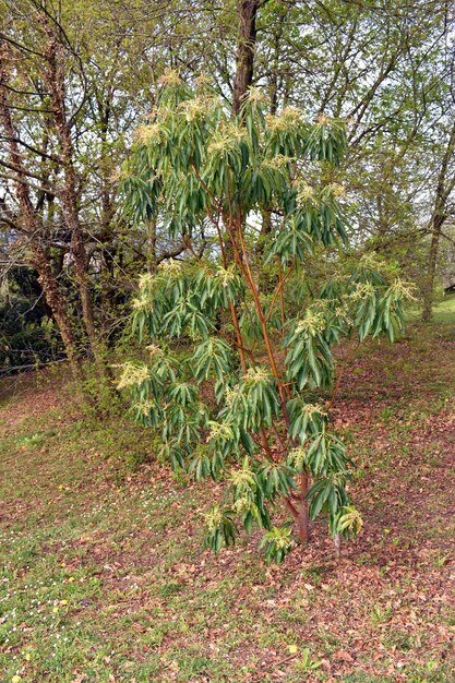 Arbutus canariensis in Blüte Es ist eine endemische Art der Kanarischen Inseln in Spanien