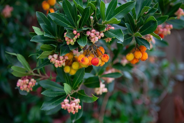 Arbutus und ihre Blumen in einem Park