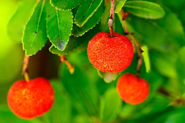 Arbutus unedo der Erdbeerbaum ist ein Strauch der Gattung Arbutus der Familie der Ericaceae