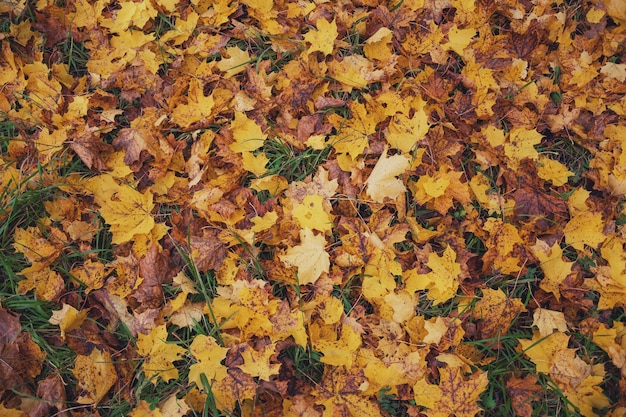 arce amarillo hojas caídas en otoño