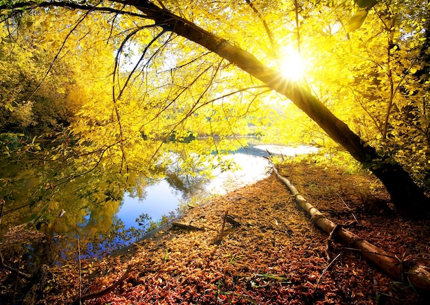 Arce amarillo en madera de otoño cerca del río
