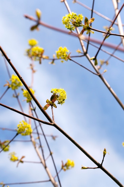 Arce floreciente, primer plano de flores de arce, verde, primavera durante el año, cielo azul