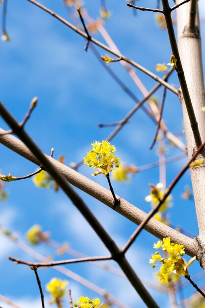 Arce floreciente, primer plano de flores de arce, verde, primavera durante el año, cielo azul