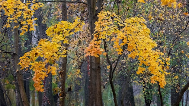 Arce con hojas de otoño amarillas en el parque de otoño