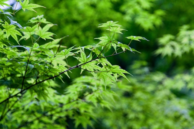 El arce japonés Acer palmatum