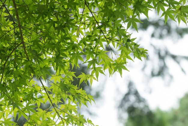 Arce japonés deja en verano.