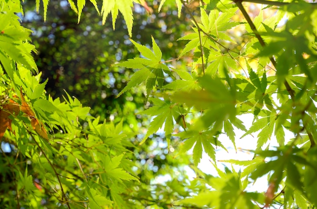 El arce japonés verde se va antes de otoño.