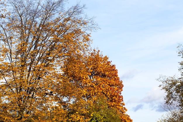 arce en el otoño