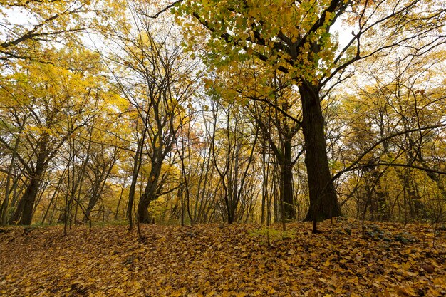 Foto arce en el otoño