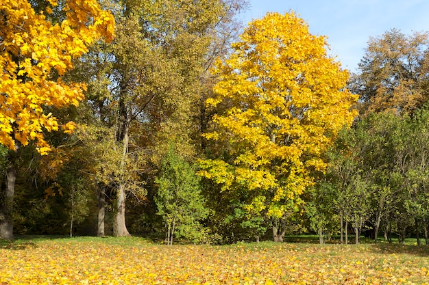 arce en otoño