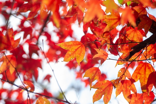 Arce rojo deja en la temporada de otoño.