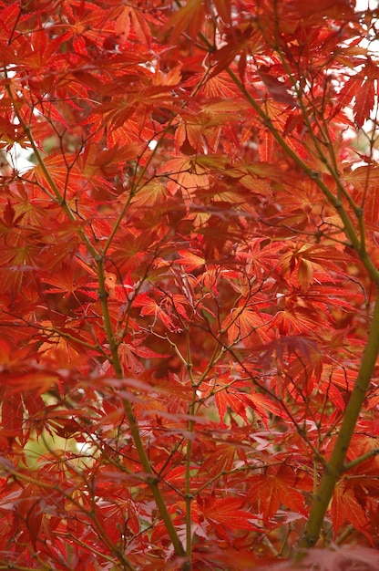 Arce rojo japonés en otoño