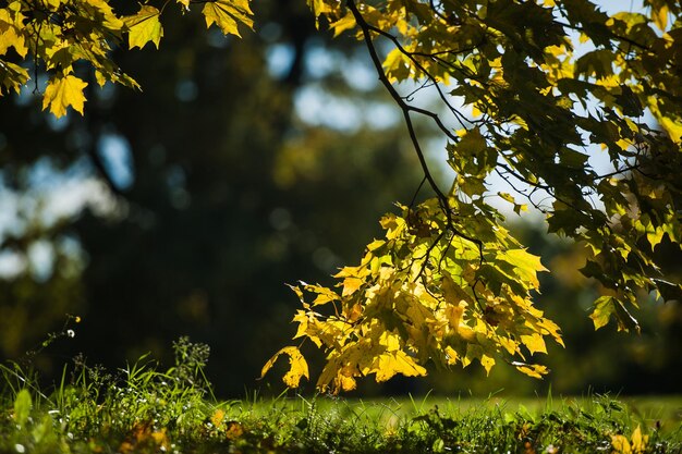 El arce ruso durante el otoño las hojas están a todo color.