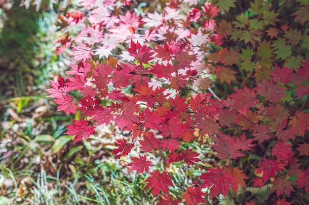 El arce vuelve sus hojas rojas en otoño