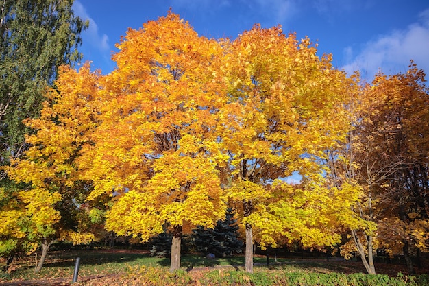 Arces con hojas amarillas en el parque de otoño